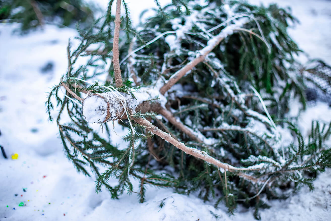 Go green and recycle your christmas tree